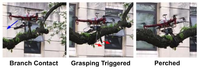 A quadrotor landing on a tree branch.